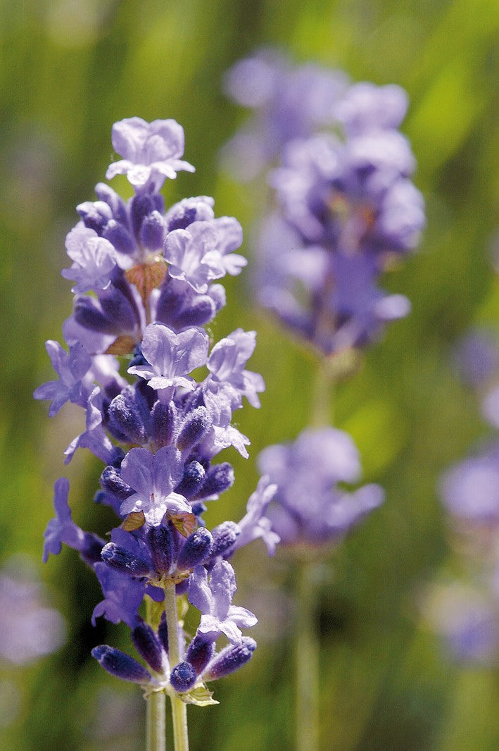 Bio Ätherisches Öl Lavendel fein, 5 ml