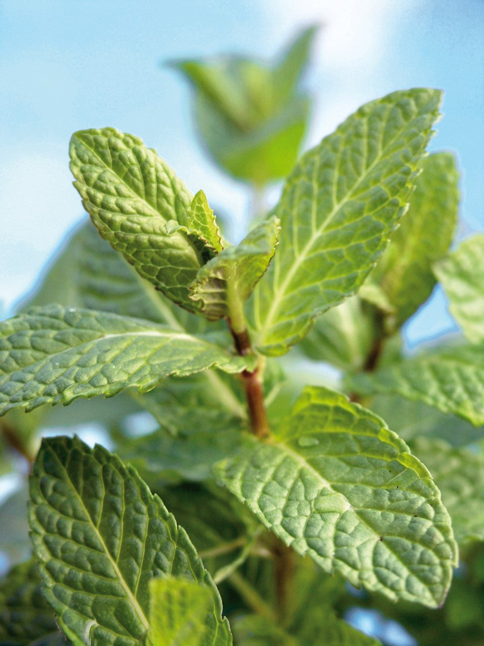 Bio Ätherisches Öl Pfefferminze, 5 ml