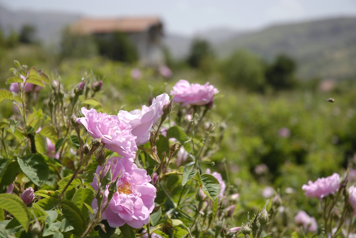 Bio-Wildrosenöl, 30 ml